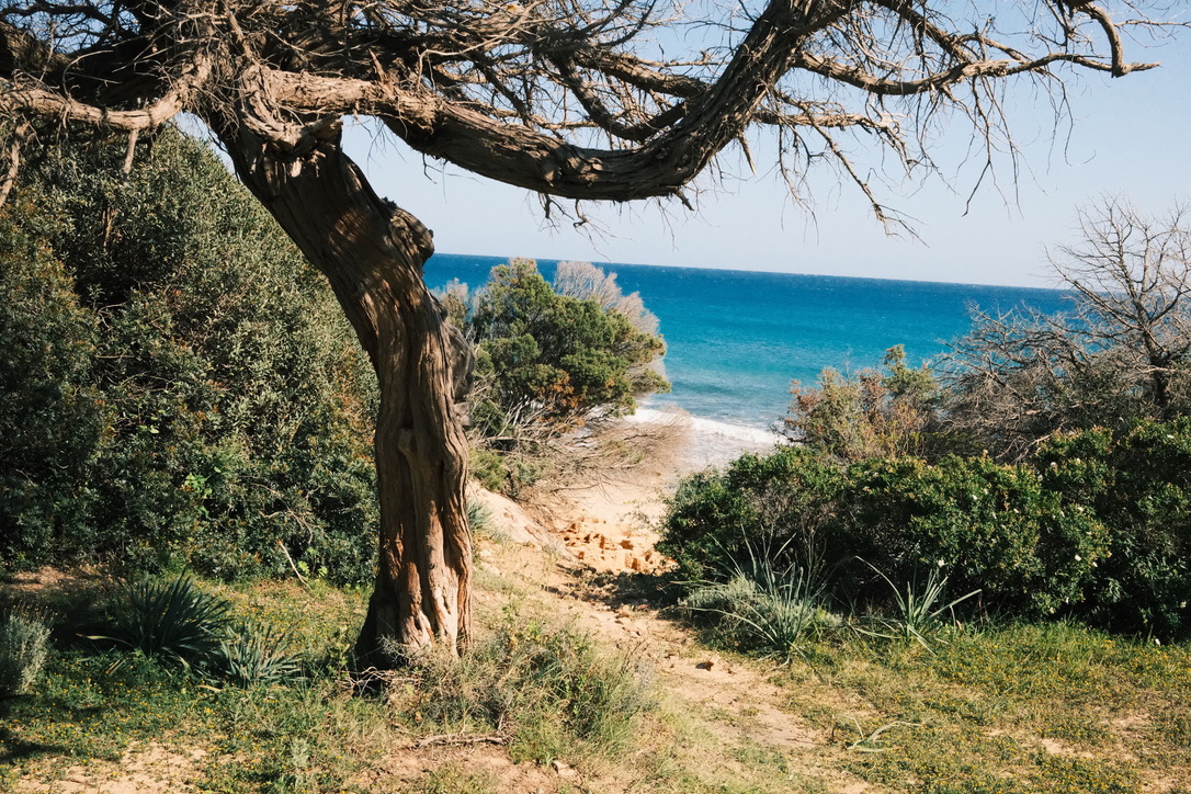 Tree framing an ocean view